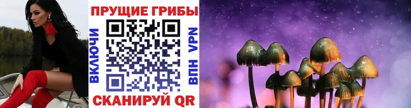 Псилоцибиновые грибы Psilocybe Лосино-Петровский